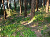 Trekking Ischia Pineta