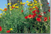 Trekking Ischia Fiori