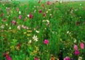 Ischia Trekking Fiori