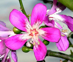 Chorisia fioritura