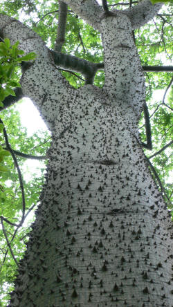 La Mortella Chorisia