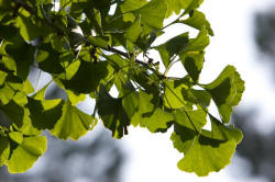 La Mortell ginco biloba