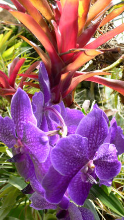 Orchideaa giardino La Mortella