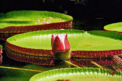 La Mortella Victoria amazonica