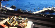 ischia pesca turismo