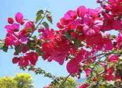 Ischia Bouganvillae